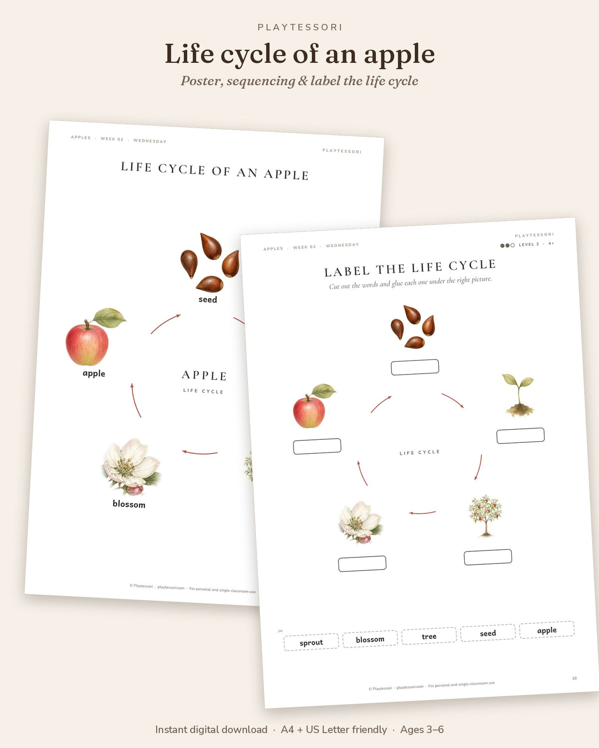 Life cycle of an apple poster and label the life cycle page with seed, sprout, tree, blossom and apple
