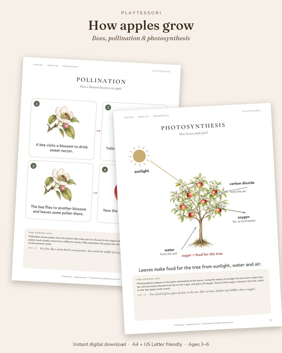 Pollination and photosynthesis posters showing how a blossom becomes an apple and how leaves make food