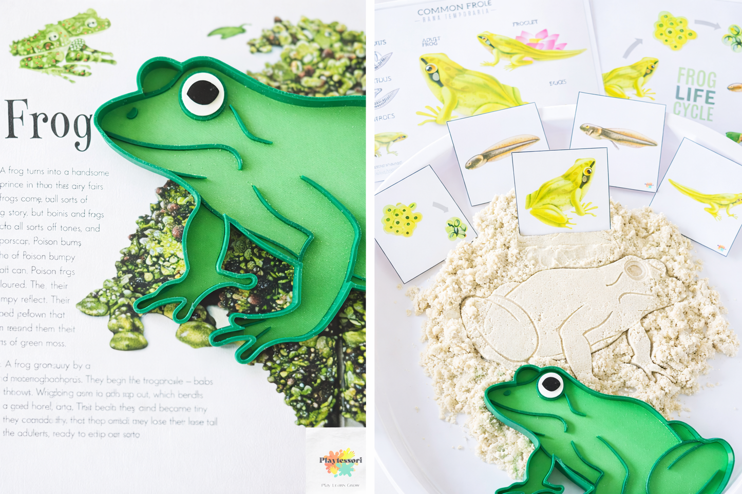 Green Bio-PLA frog sensory tray placed on an educational book, Montessori-inspired sensory learning and nature study.