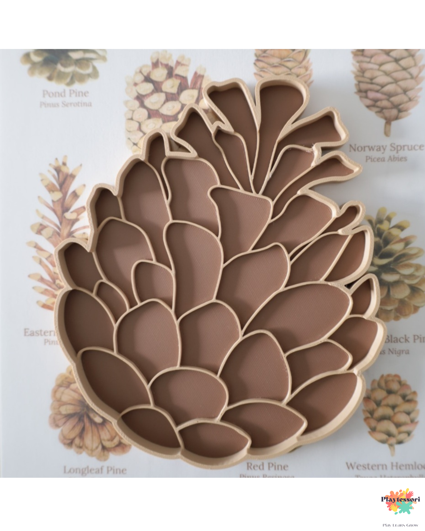 Taca sensoryczna w kształcie szyszki sosnowej na tle edukacyjnych kart z ilustracjami szyszek