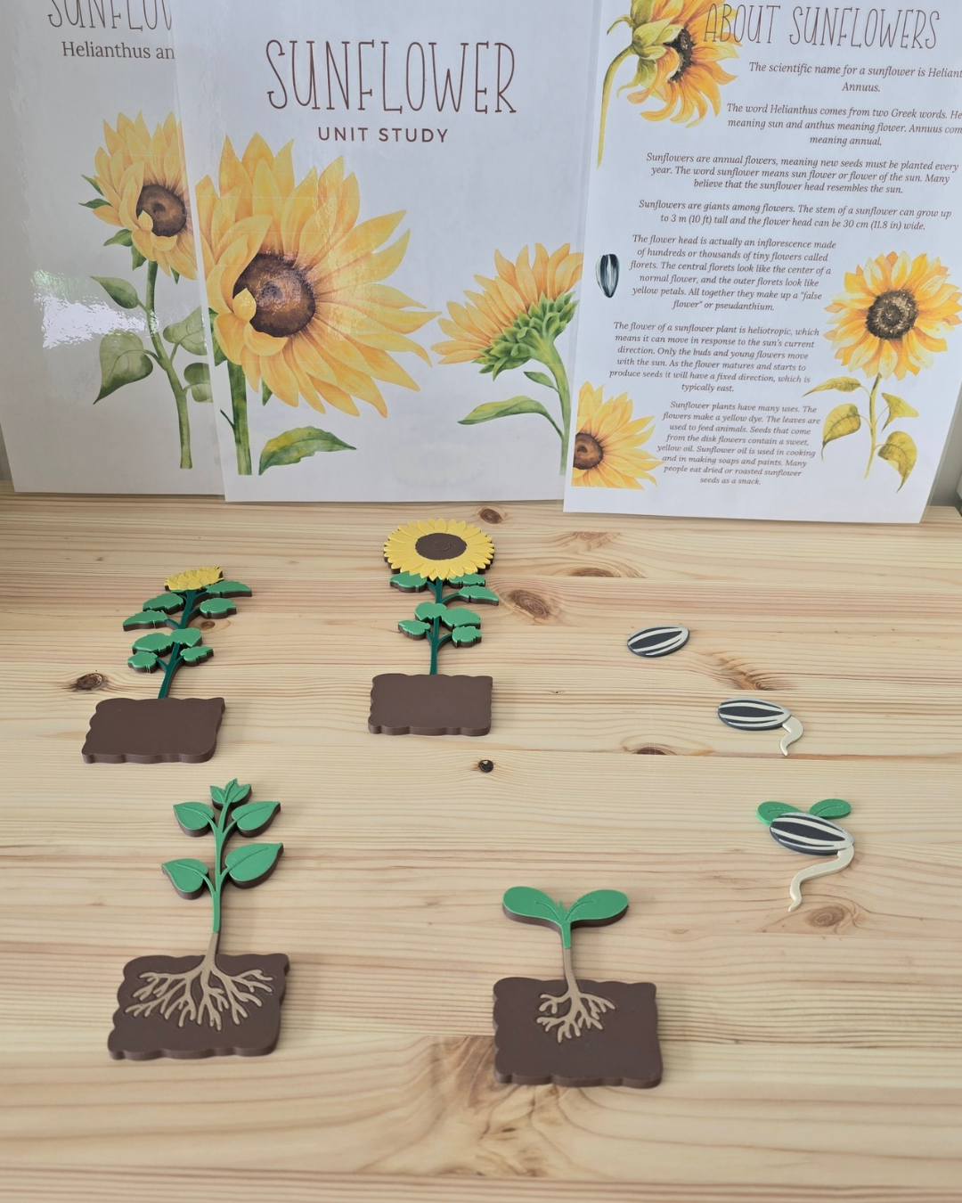 Sunflower Life Cycle 3D Set | Montessori Nature Toy