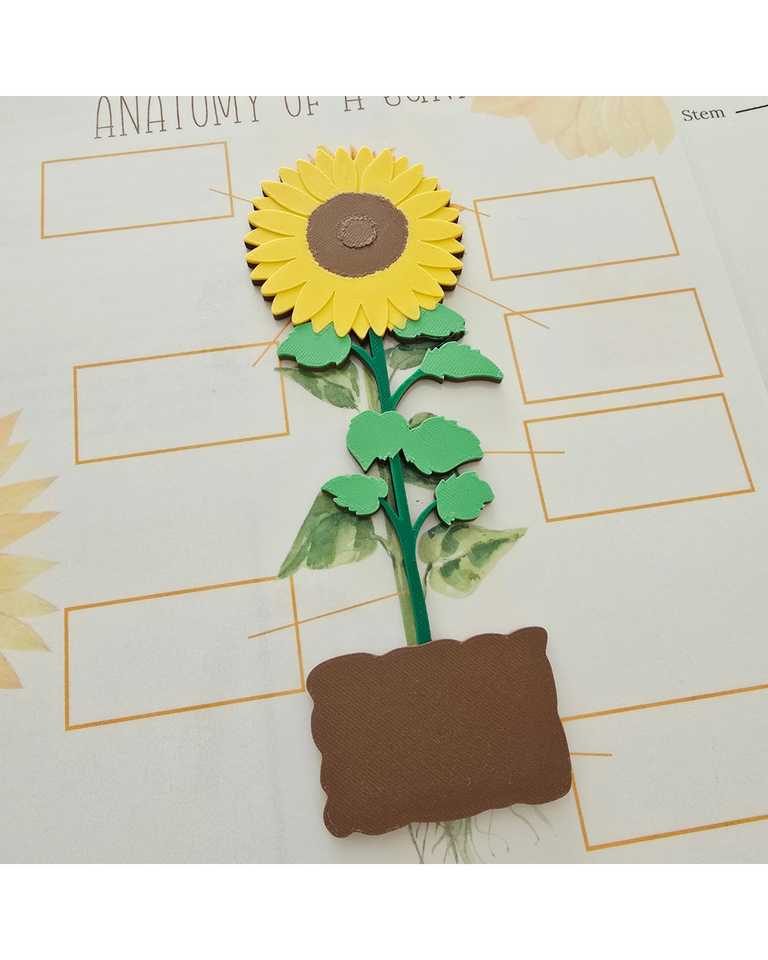 Sunflower Life Cycle 3D Set | Montessori Nature Toy