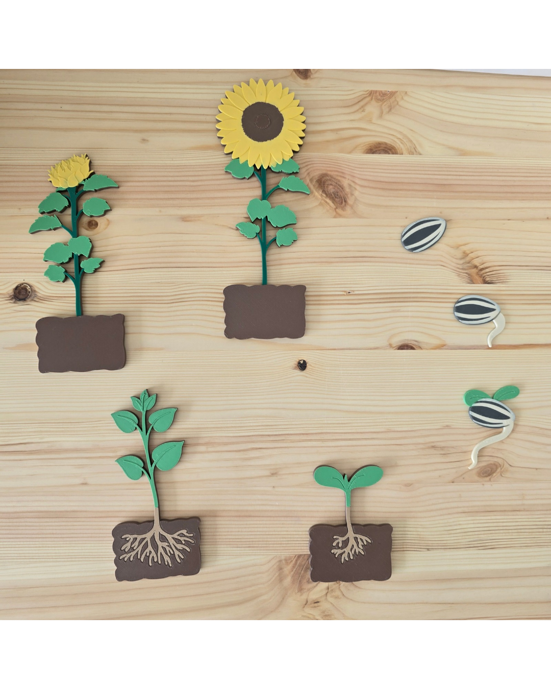 Sunflower Life Cycle 3D Set | Montessori Nature Toy