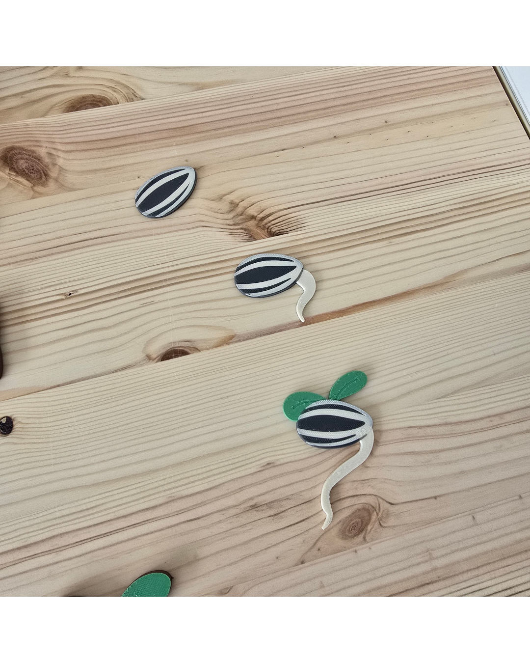 Sunflower Life Cycle 3D Set | Montessori Nature Toy