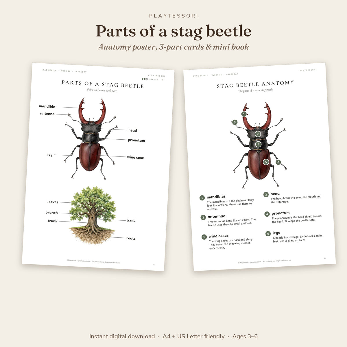 Parts of a stag beetle poster and anatomy page with numbered parts: mandibles, head, antennae, pronotum, wing cases, legs