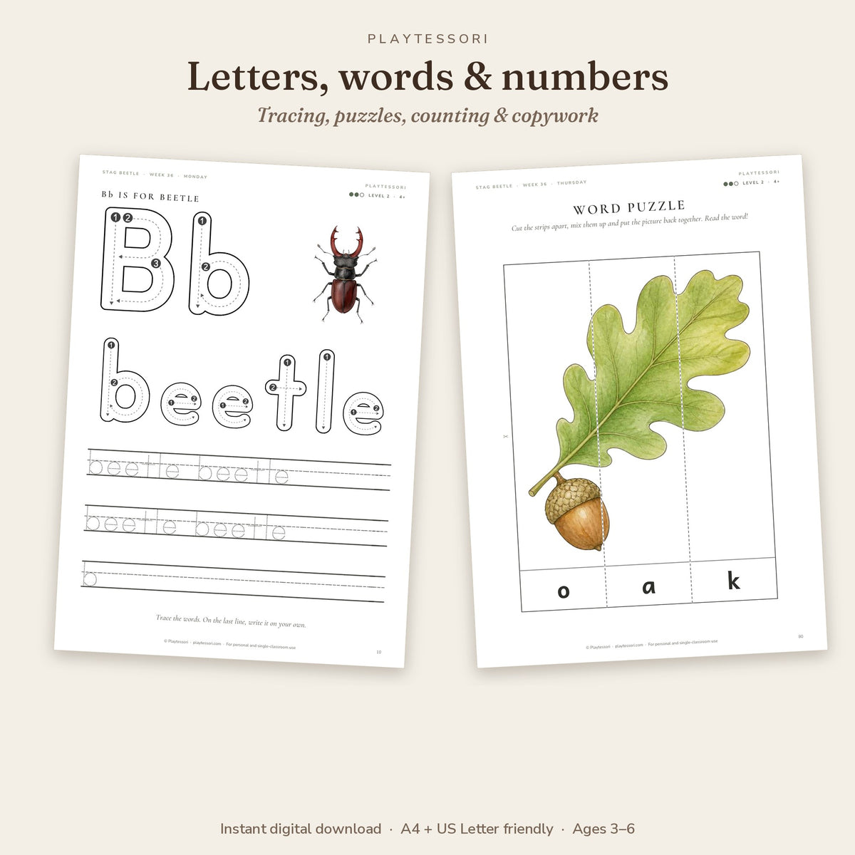 Big tracing letter Bb beetle worksheet and oak leaf word puzzle for preschool literacy