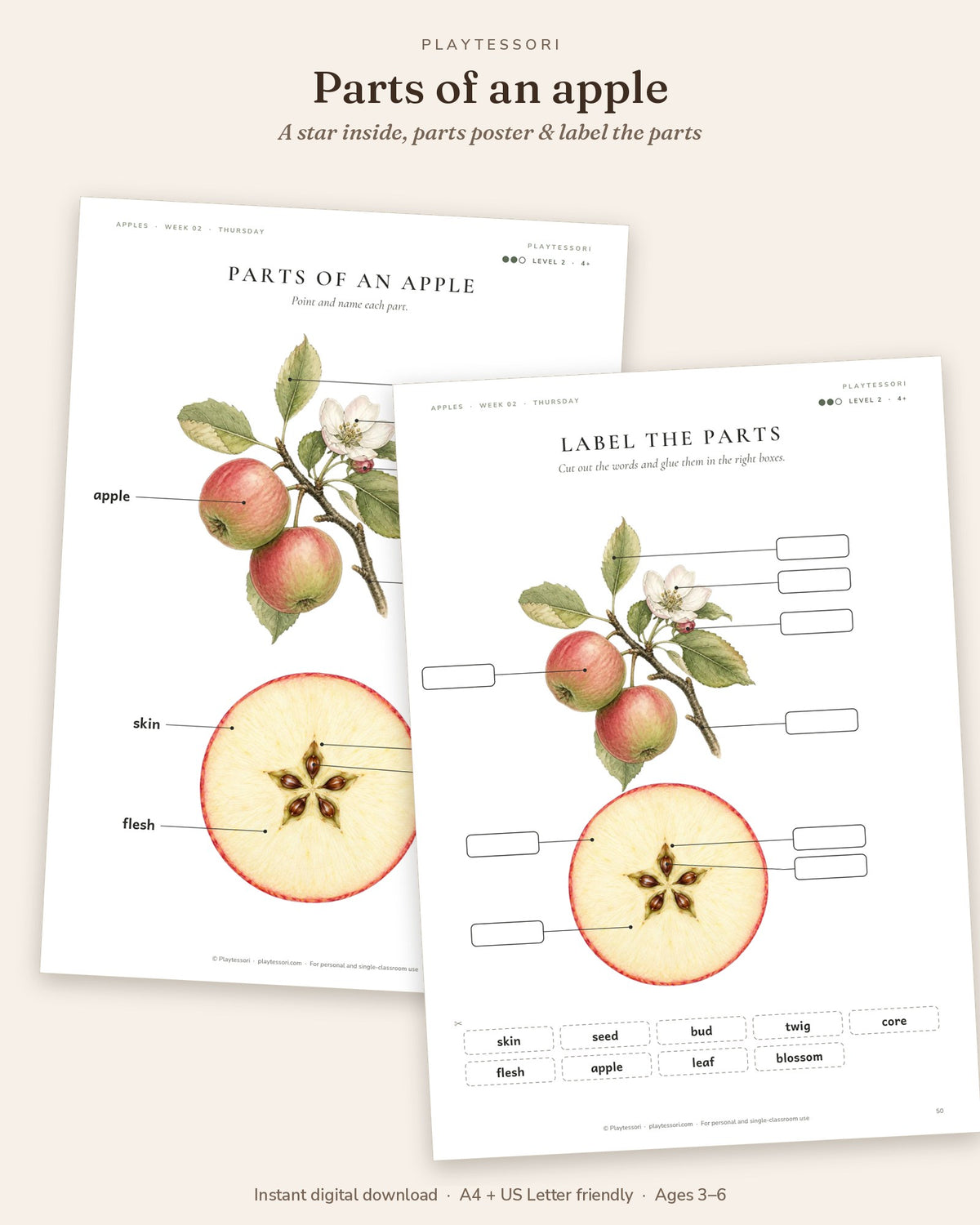 Parts of an apple poster and label the parts page with an apple cut in half showing the seed star