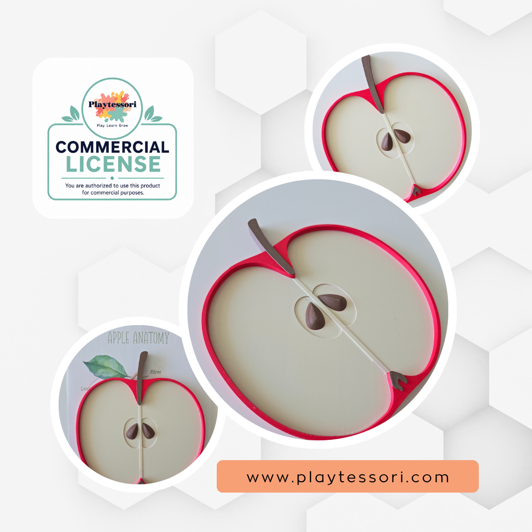 Apple cross section sensory tray STL 3MF file with commercial license, Montessori fruit anatomy toy