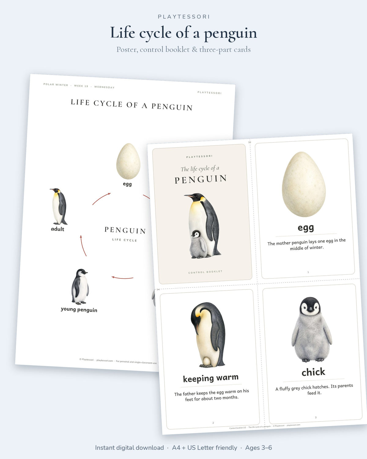Life cycle of a penguin poster with egg, keeping warm, chick, young penguin and adult, plus the control booklet