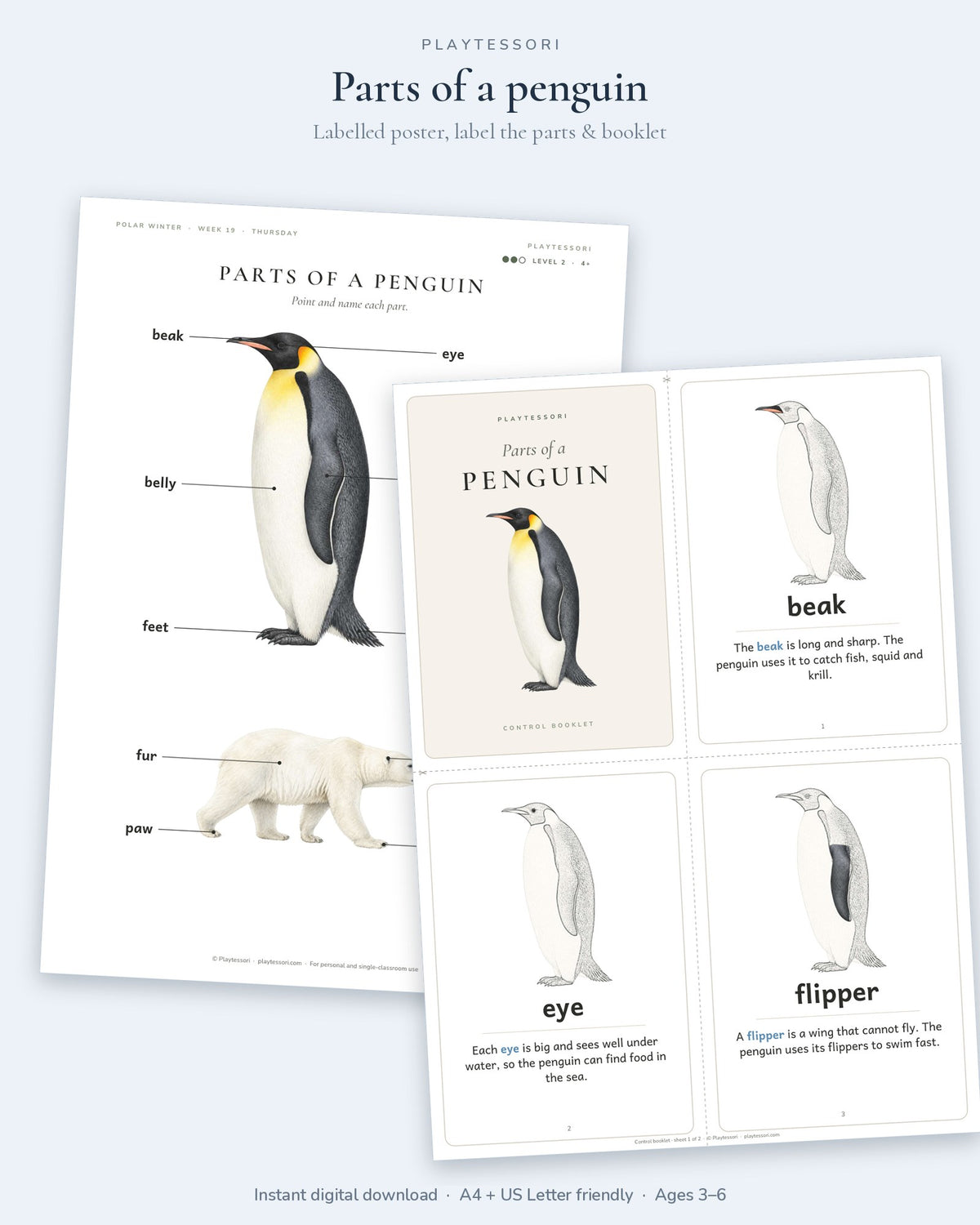 Parts of a penguin poster with beak, eye, flipper, belly, feet and tail, and the parts of a penguin booklet