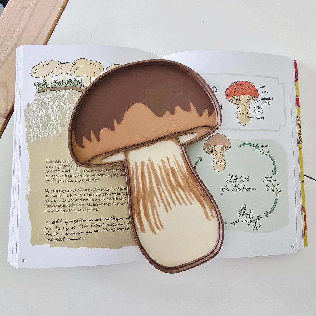Porcini mushroom-shaped Montessori sensory tray, 3D printed in brown, beige and cream, with a raised rim, on a white background