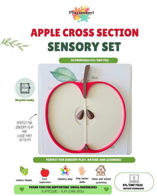 Apple Cross Section Sensory Tray STL – Playtessori
