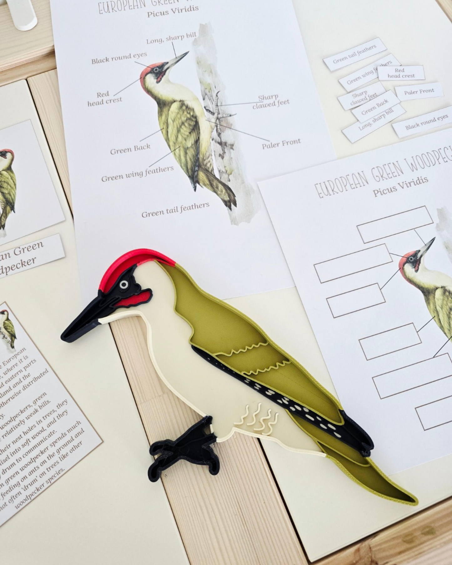 Woodpecker sensory tray for kids, bird shaped Montessori play tray for pouring and fine motor activities on a light table or sensory table