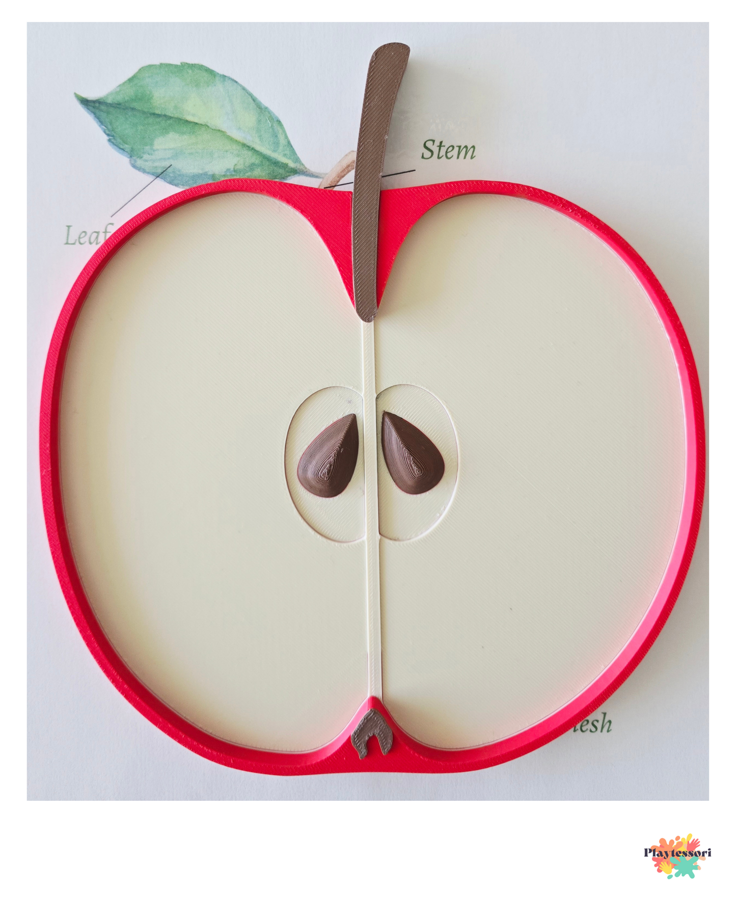 Apple cross section sensory tray showing seeds and stem, Montessori-inspired learning tool for exploring parts of an apple.