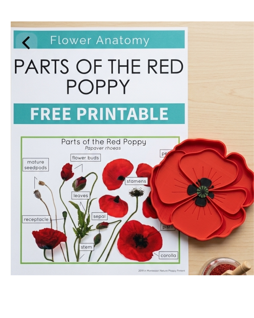 Poppy Sensory Tray |Montessori Flower | Learning Resources