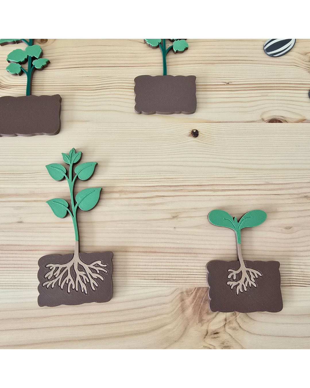 Sunflower Life Cycle 3D Set | Montessori Nature Toy