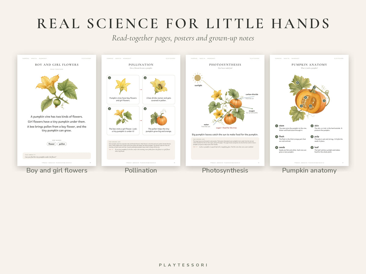 Pumpkin Learning Pack – 80-Page Montessori Printable Unit Study (Ages 3–6)