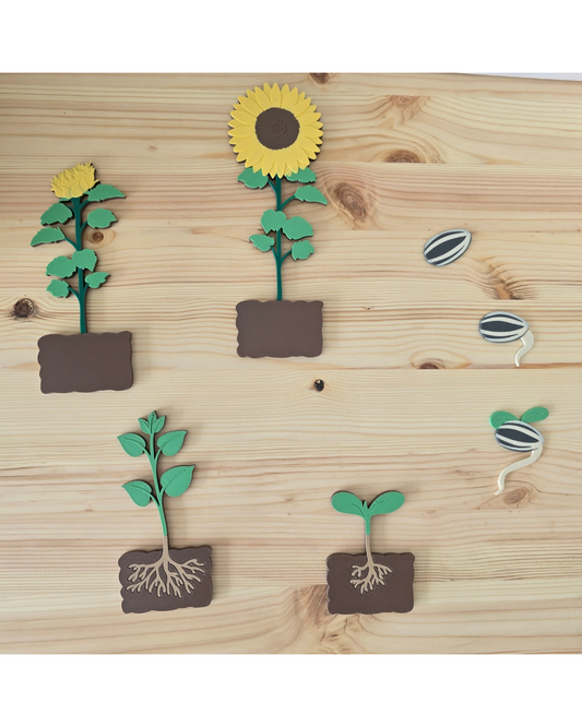 Sunflower Life Cycle 3D Set | Montessori Nature Toy