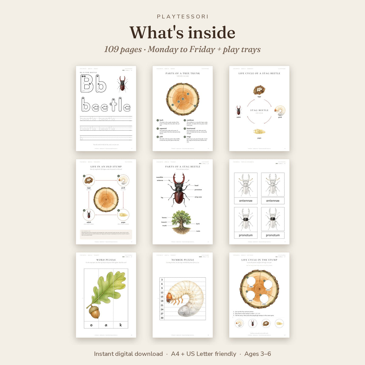 What's inside the stag beetle learning pack: tracing letters, tree trunk pages, life cycle, anatomy cards and puzzles