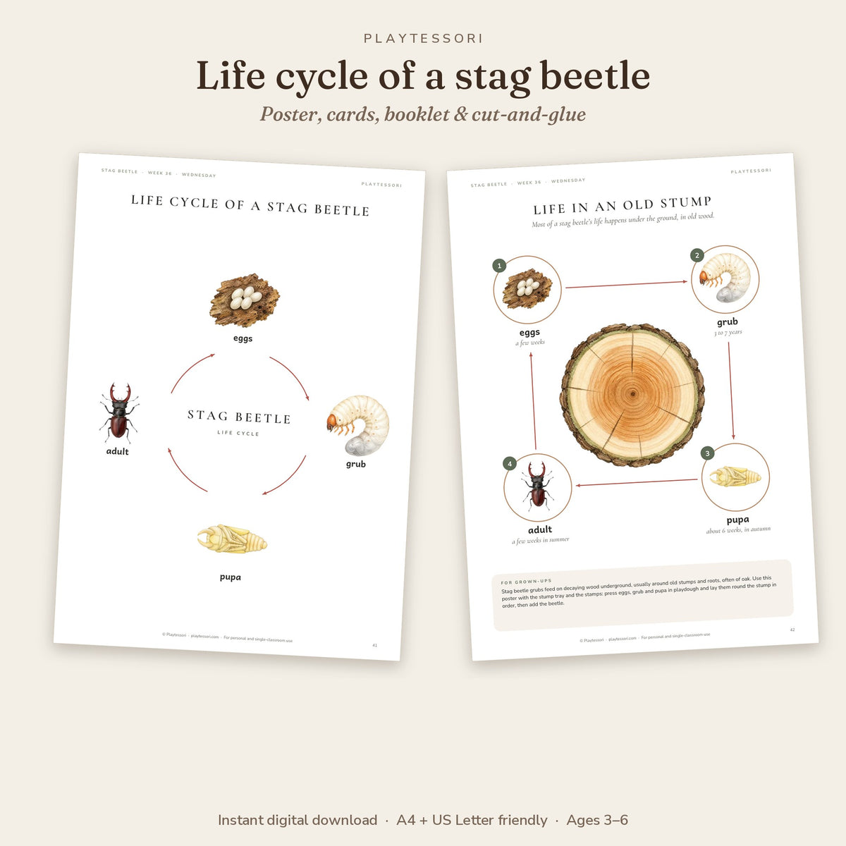 Stag beetle life cycle poster and life in an old stump page showing egg, grub, pupa and adult beetle