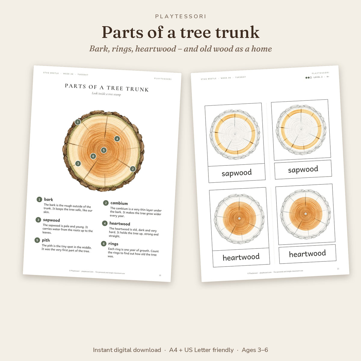 Parts of a tree trunk poster and three-part cards for sapwood and heartwood