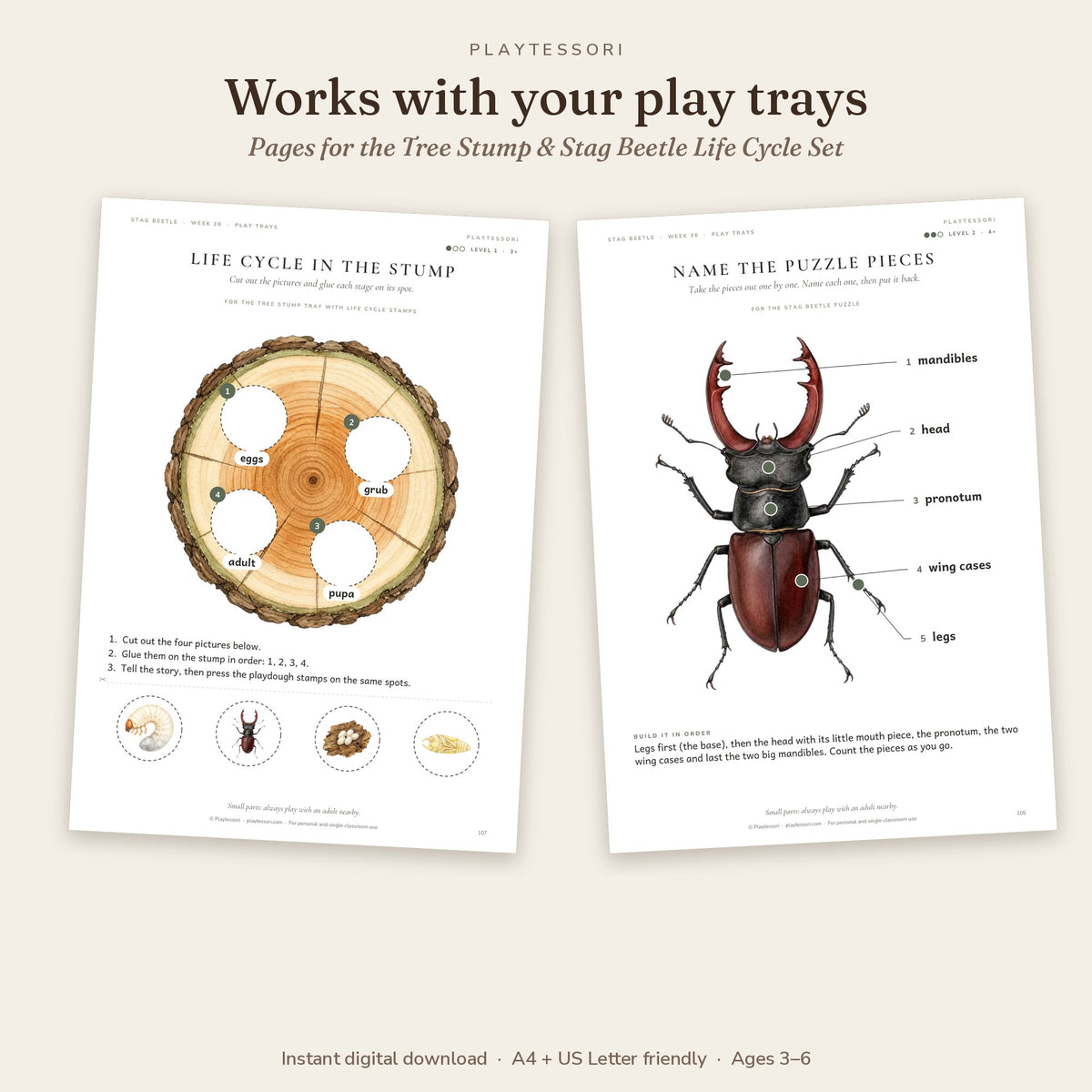 Play tray pages for the Tree Stump and Stag Beetle Life Cycle Set: life cycle in the stump and name the puzzle pieces