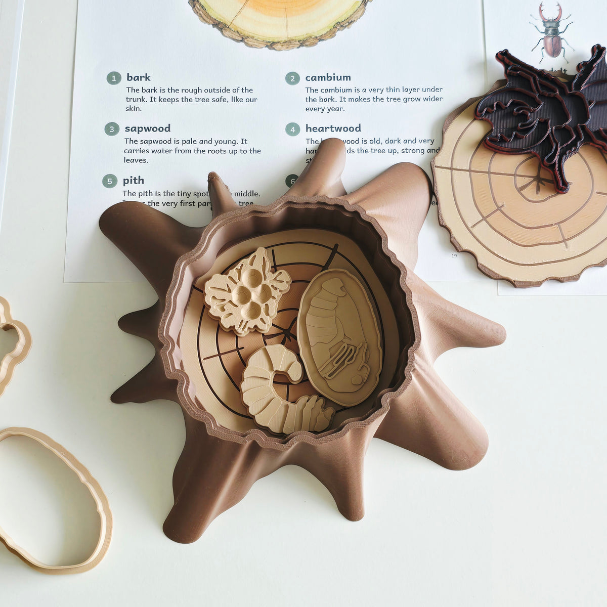3D printed tree stump tray with stag beetle life cycle playdough stamps inside