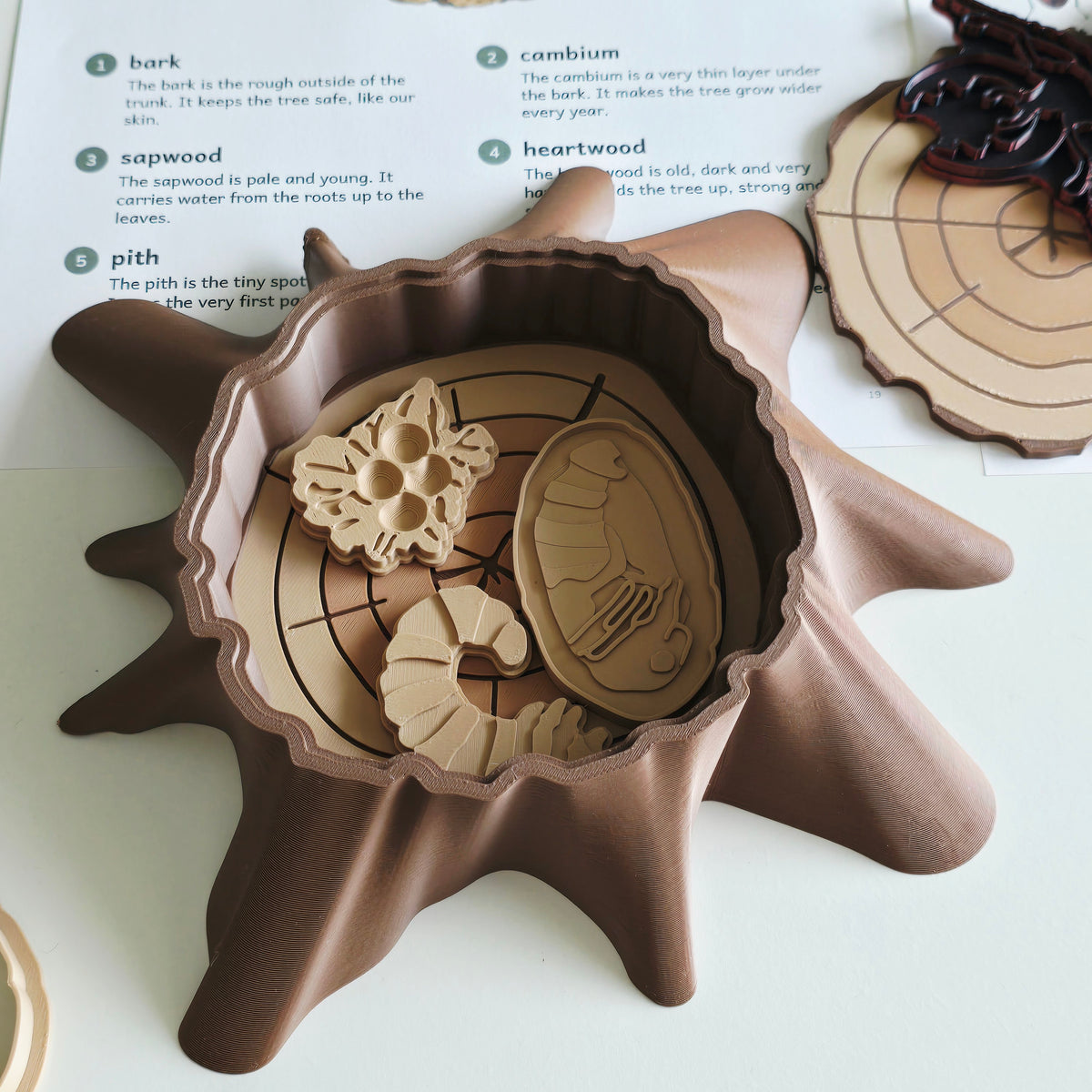 Egg cluster, larva and pupa playdough stamps in the tree stump tray